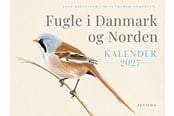Årbøger - Fugle i Danmark og Norden Kalender 2027 - Årbog - hardback - 9788741534800