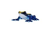 Figur - Mojo Wildlife Poison Dart Frog Blue - 381069
