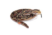 Plys - Wild Republic Plush Toy Living Earth Snakes 152 cm Burmese Python - 29347