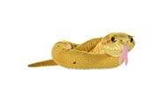 Plys - Wild Republic Plush Toy Snakes 137 cm Eyelash Viper Yellow - 28410