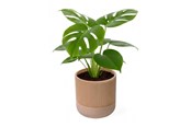 Boligindretning - Simiu GROWLOFT - Urtepotteskjuler Med Drypbakke - Elfenben - 8,2cm høj - 5714255012125