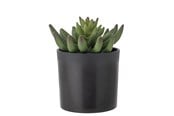 Boligindretning - Bloomingville Echeveria - 82061505