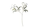 Boligindretning - Bloomingville Eucalyptus - 82061519