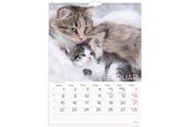 Kalender - Mayland Vægkalender Katte 2027 - 27066300
