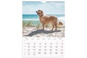Kalender - Mayland Vægkalender Hunde 2027 - 27066320