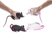 Små gaver til børn - WHL 5"/12.5CM SQUISHY/STRÆKBAR ROTTE 1 stk - assorteret - 65614