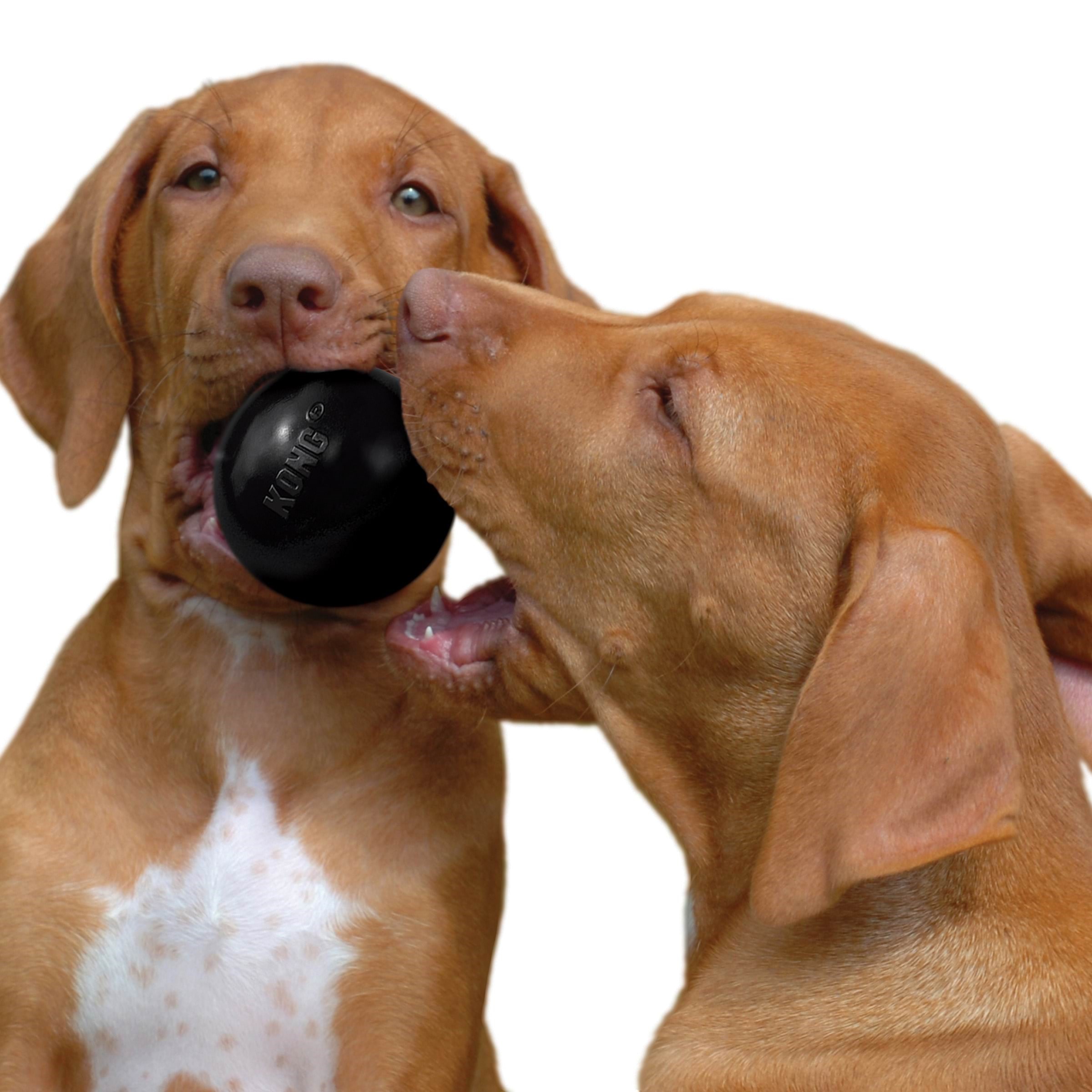 KONG Dog Toy Extreme Ball Medium/Large 7.5cm Hundeudstyr 340425