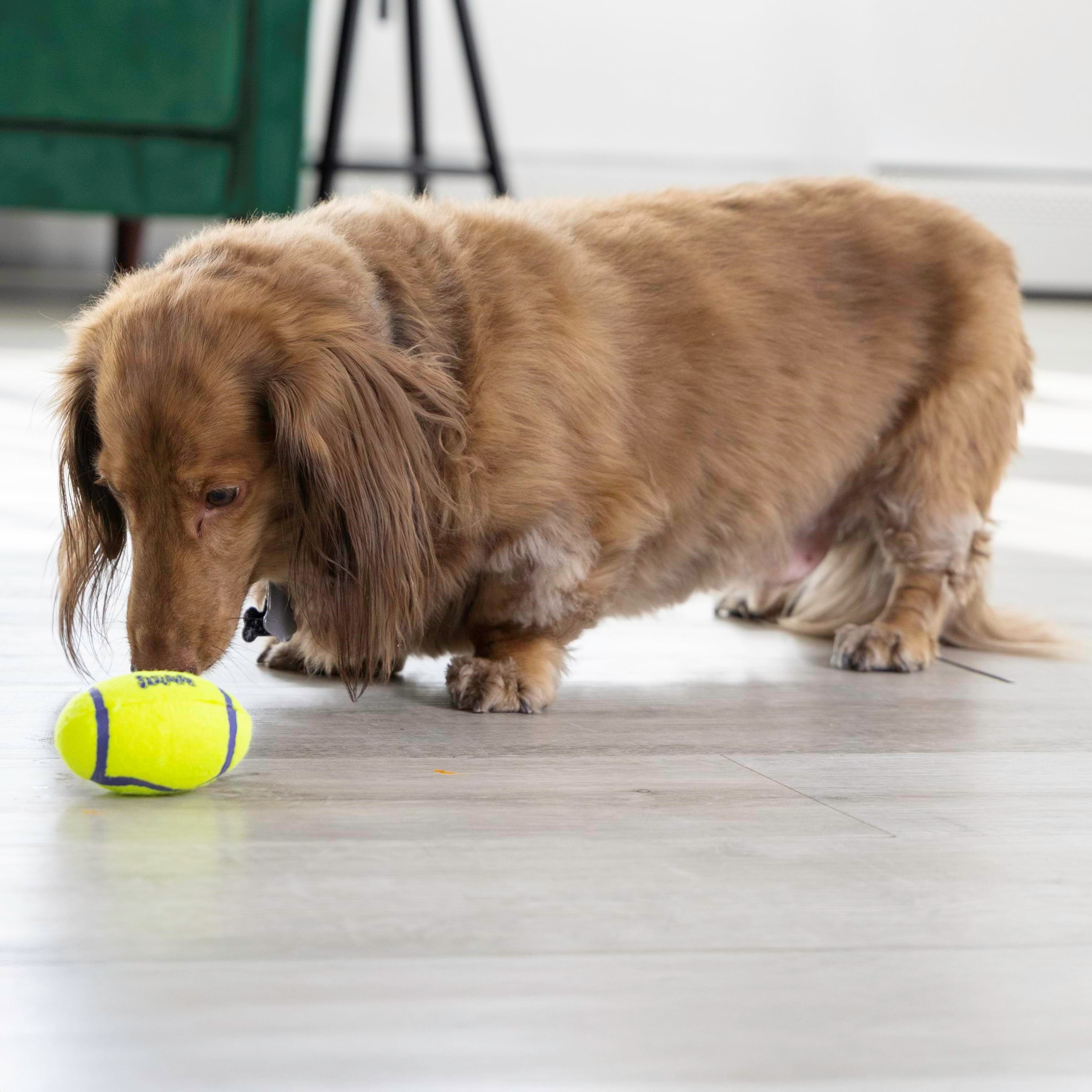 KONG Hundelegetøj AirDog Squeaker Football Small 8cm Hundeudstyr 340528