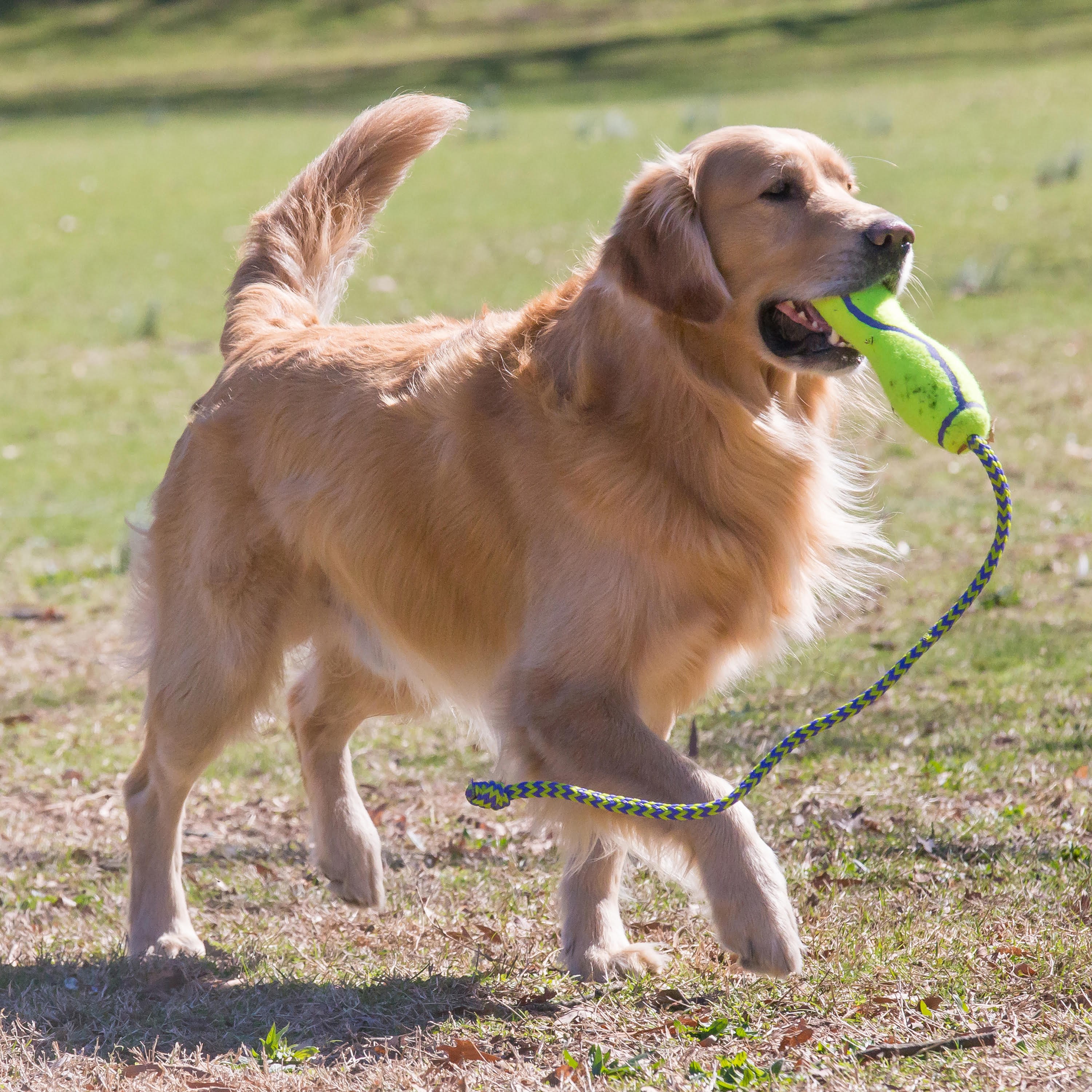 KONG Hundelegetøj Airdog Fetch Stick med Reb Hundeudstyr 340537