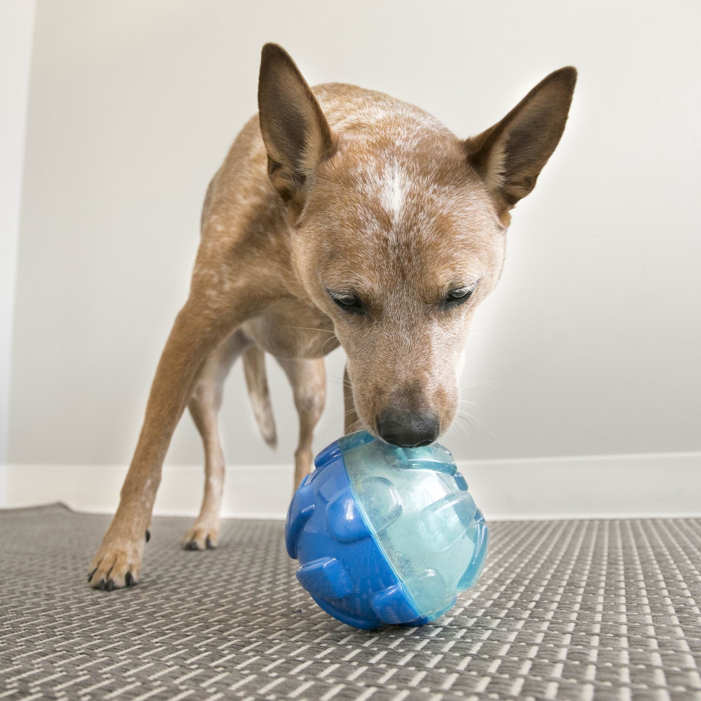 KONG Dog Toy Rewards Ball Large 12cm Hundeudstyr 340740