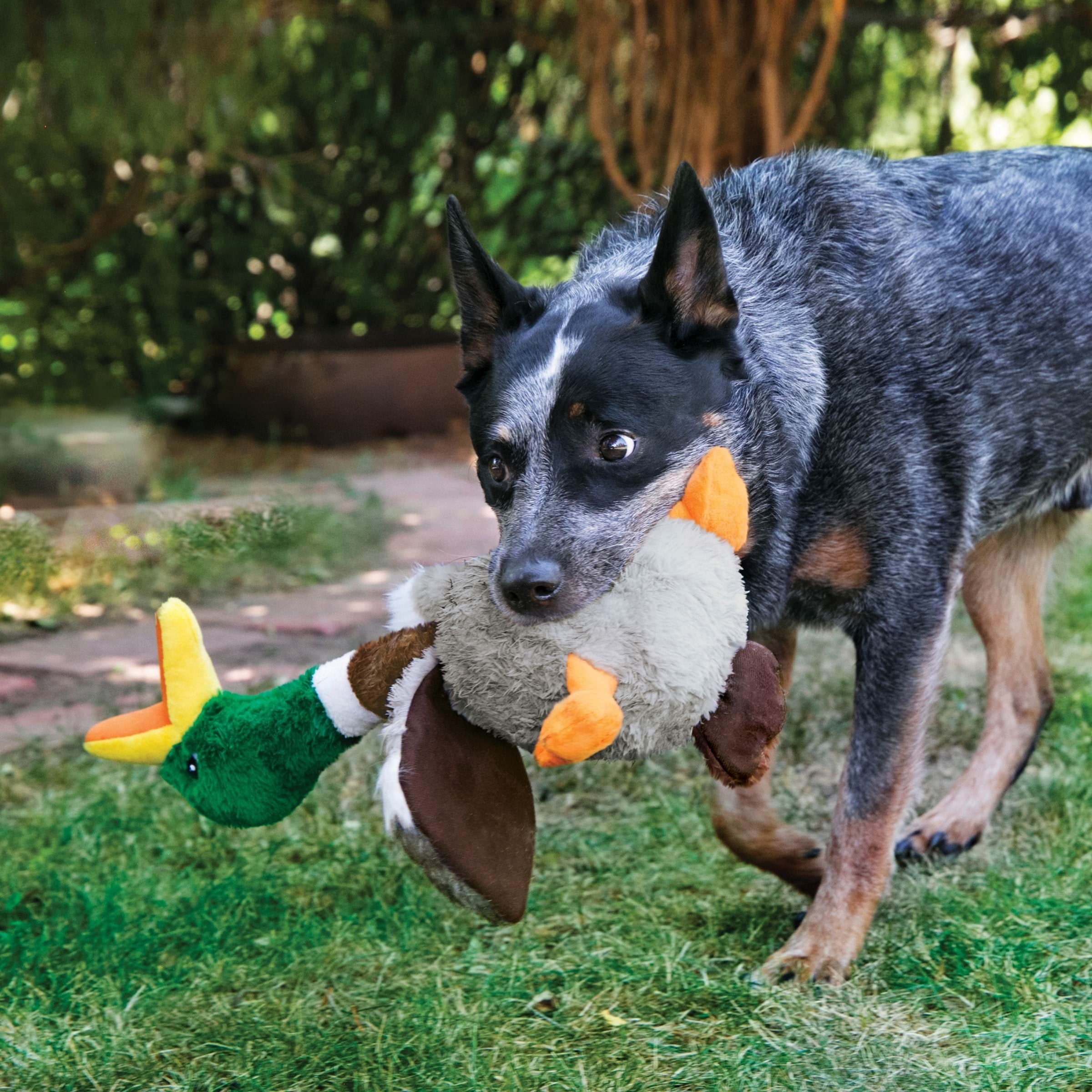 KONG Dog Toy Shakers Honkers Duck Large 45cm Hundeudstyr 340777