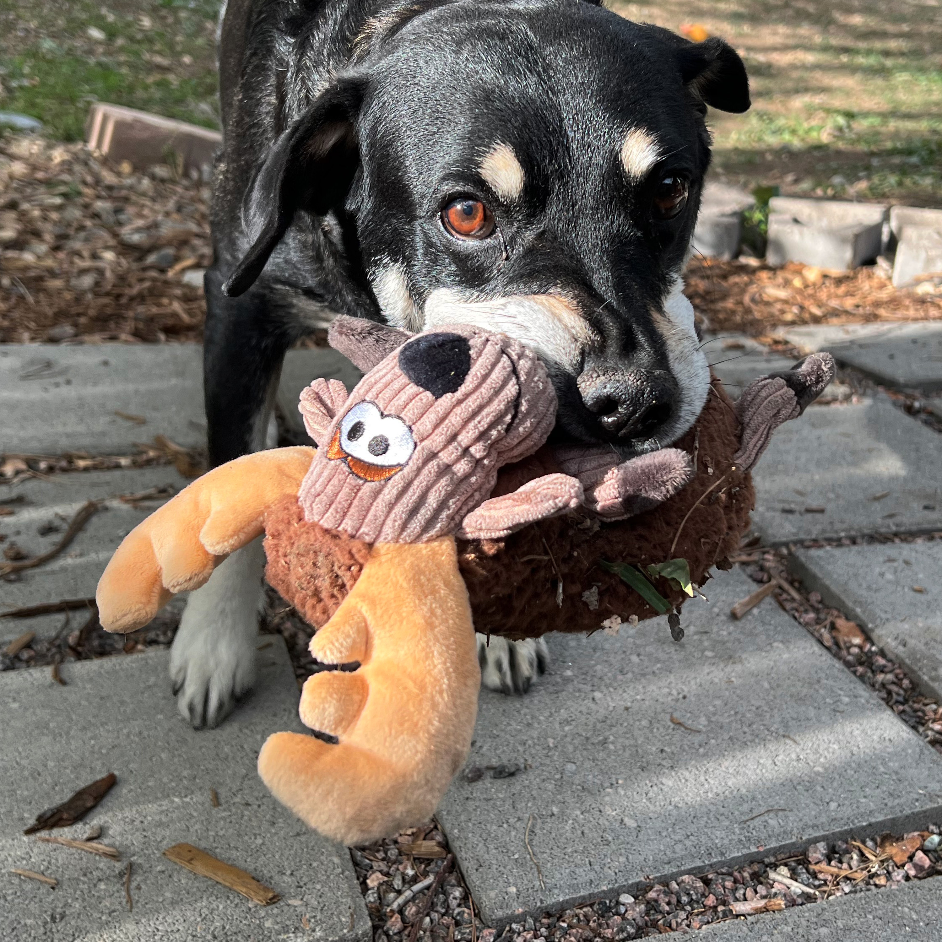 KONG Dog Toy Sherps Floofs Moose 25cm Hundeudstyr 341018