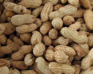 Hobby First Jordnødder m. skal, 10 kg Fuglefoder Snacks Vitaminer 0568