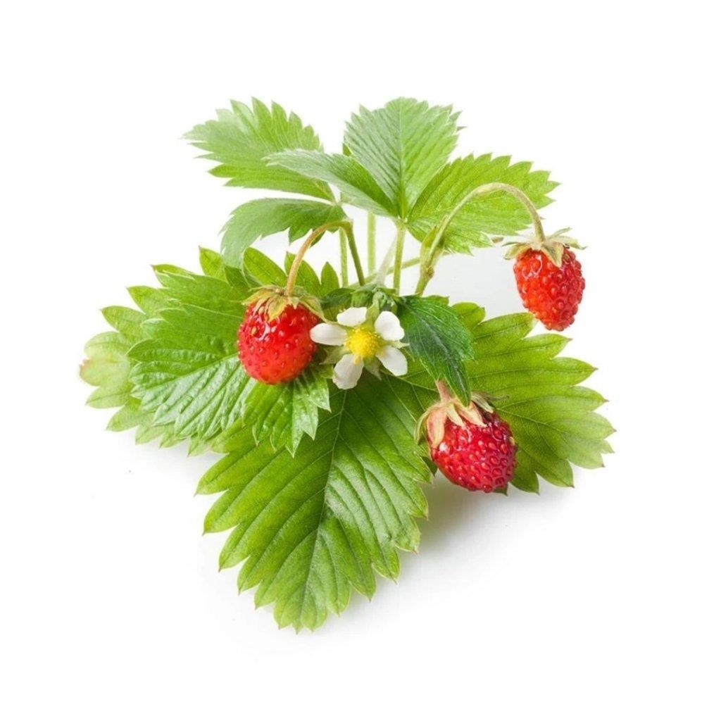 Click & Grow Click and Grow - Smart Garden Refill 3-pack - Wild Strawberry (SGR24X3)