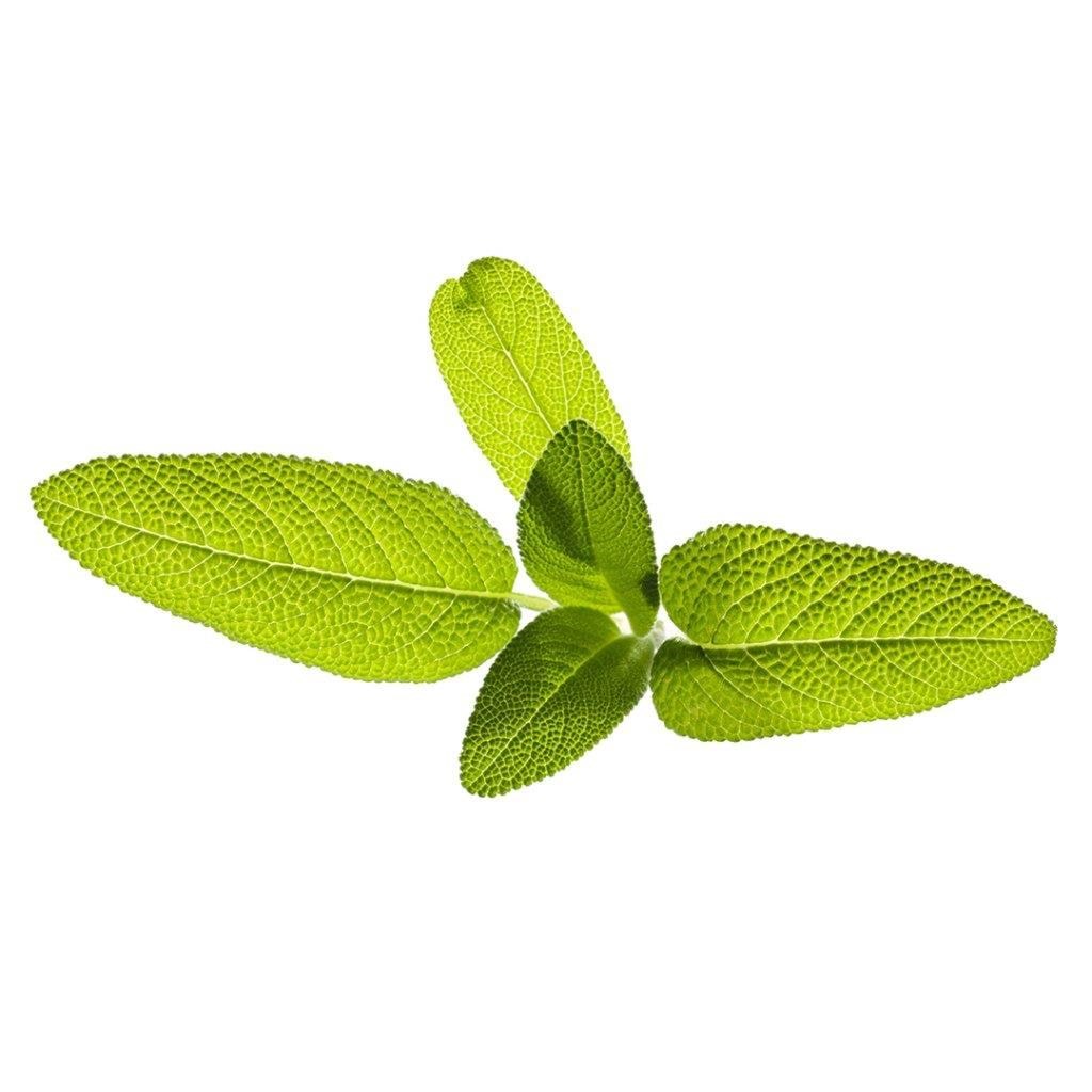 Click & Grow Click and Grow - Smart Garden Refill 3-pack Garden Sage Smart Home SGR7X3