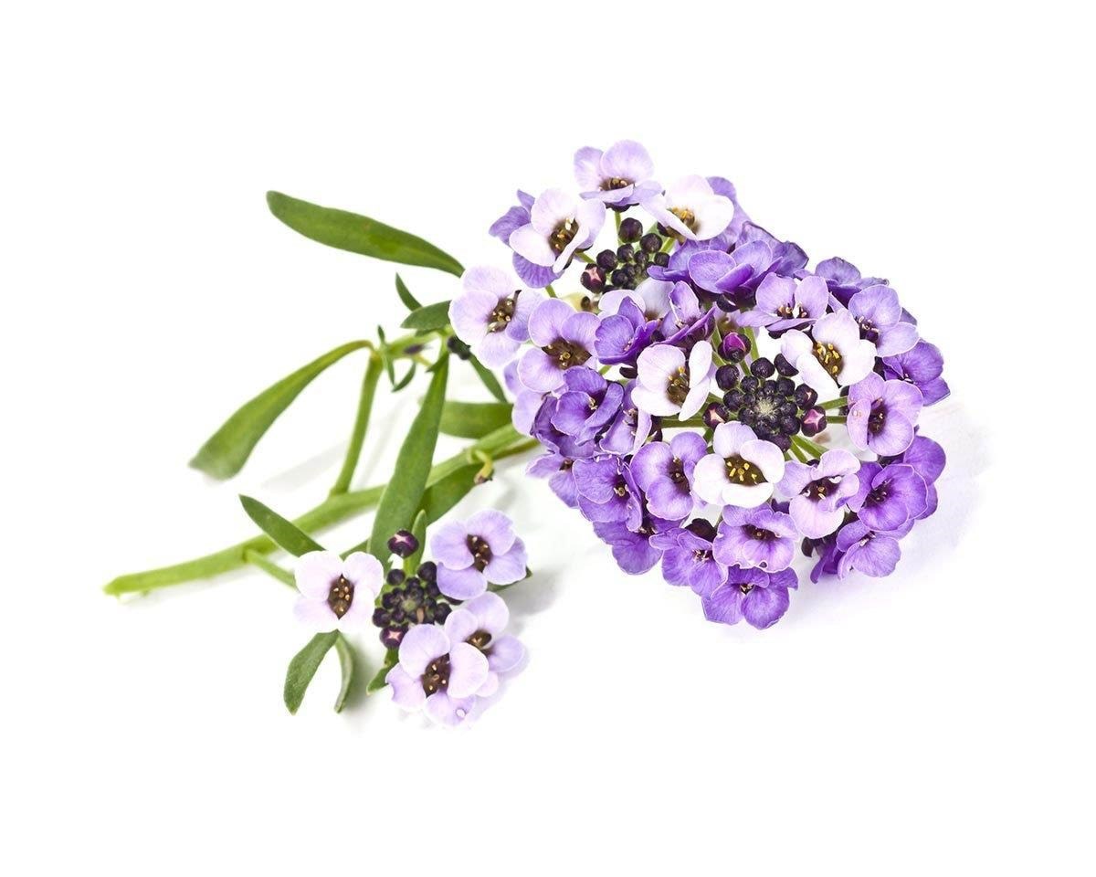 Click & Grow - Smart Garden Refill 3-pack Sweet Alyssum Smart Home SGR35X3