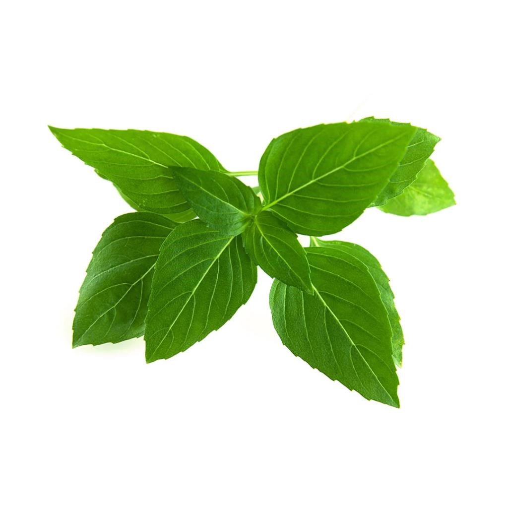 Click & Grow Click and Grow - Smart Garden Refill 3-pack Thai Basil Smart Home SGR37X3