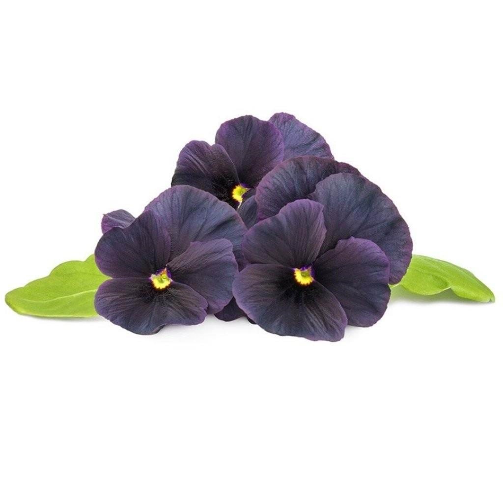 Click & Grow Click and Grow Smart Garden Refill 3-pack - Black Pansy Smart Home SGR61x3