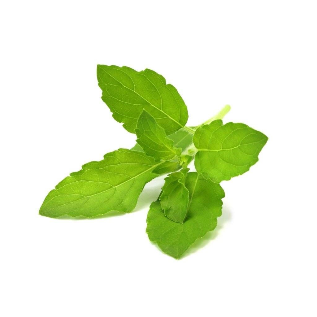 Click & Grow Click and Grow Smart Garden Refill 3-pack - Holy Basil Smart Home SGR66X3