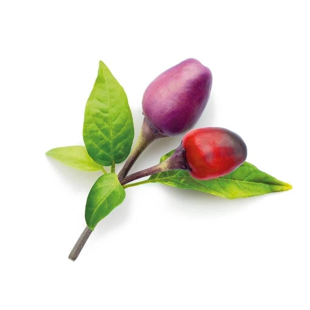Click & Grow Smart Garden 9-pack refill - Purple Chili Pepper Haveredskab SGR46X9