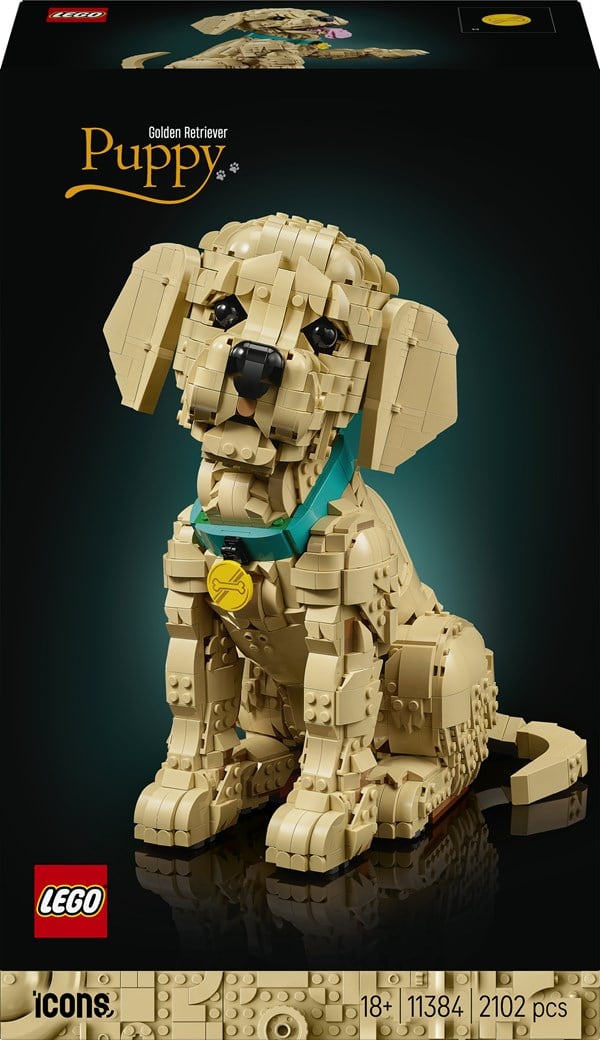 Golden retriever-hvalp