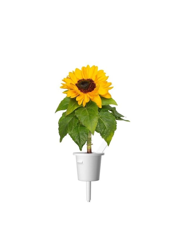 Click & Grow Plant Pods 3-Pack - Mini Sunflowers - Yellow billede