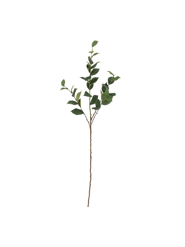 Bloomingville Eucalyptus billede
