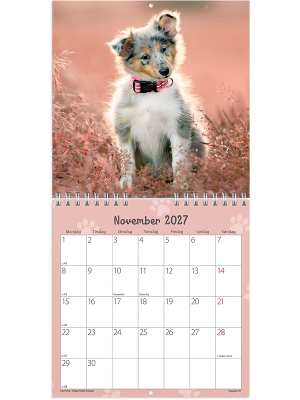 Vægkalender, Mayland Photo, HundeHVALPE 160x164mm år: 2027, Flerfarvet