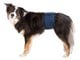 Hunde - Trixie Washable Nappies for Male Dogs S-M Waist 37-45cm - TX23662