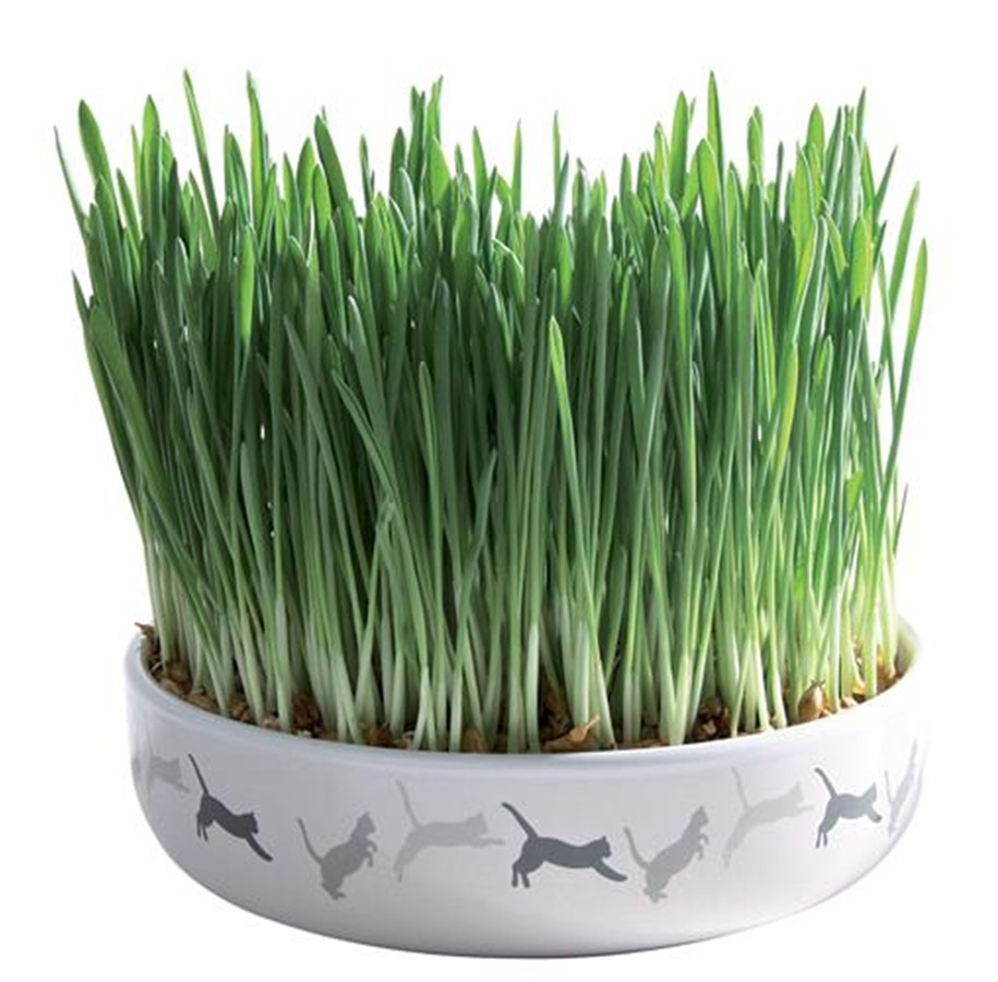Katte - Trixie Ceramic Bowl with Cat Grass ø 15 x 4 cm - TX42341