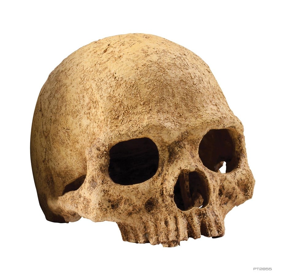 Fisk - EXO TERRA Kranie, Large 17 x 13,5 x 11,5 cm. - HPT2855