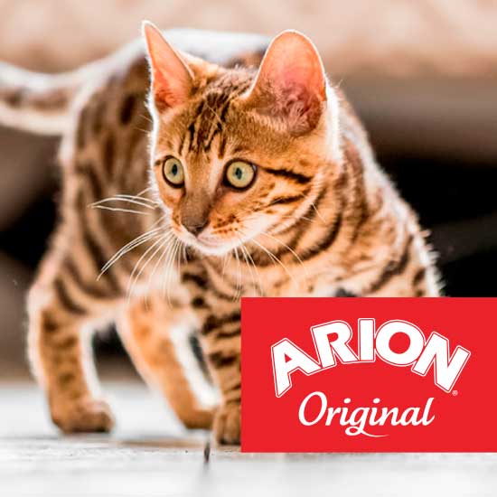 Arion Original kat