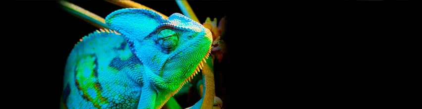 Kamæleon med skarpe detaljer vist på Epson 4K PRO-UHD2 projektor med HDR10