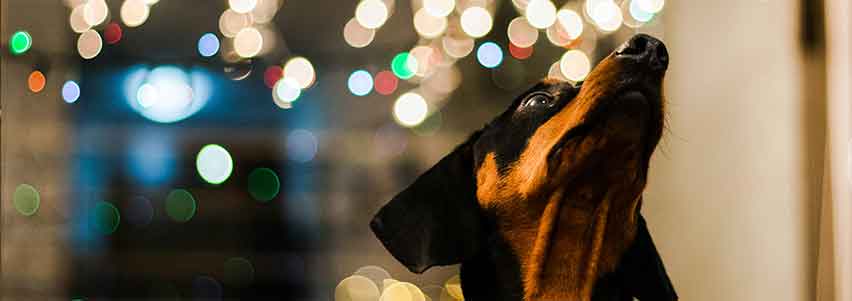 christmas ideas for dogs