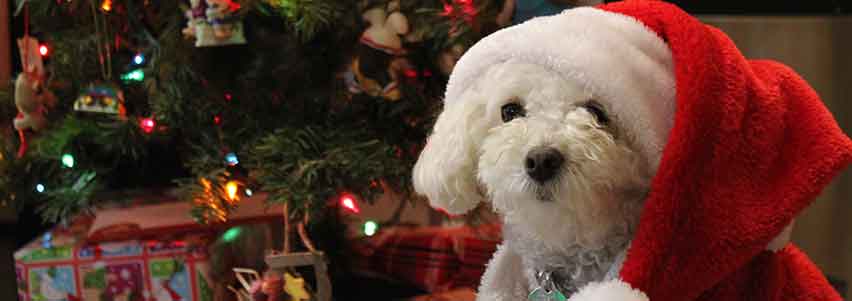 santa dog