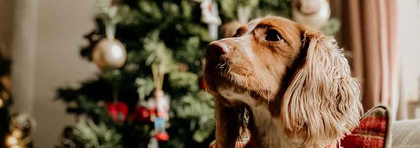 christmas gifts for dogs